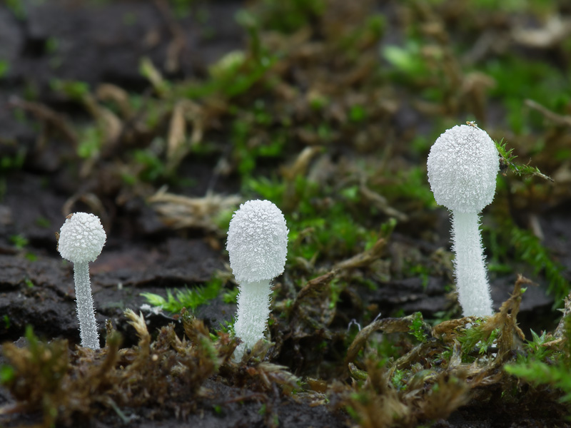 Mycena corynephora